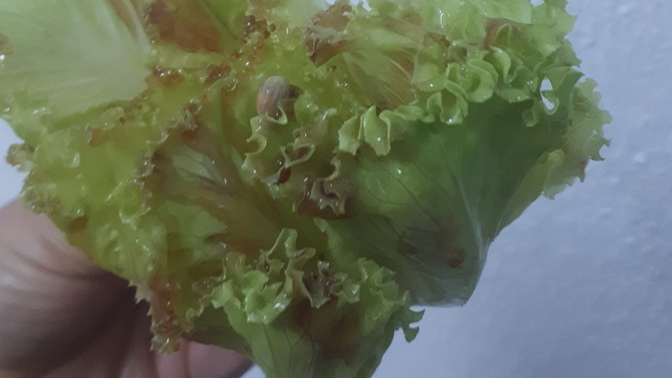 Bunun tadını bilenn var mı?